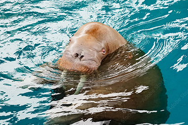 大分マリーンパレス水族館「うみたまご」